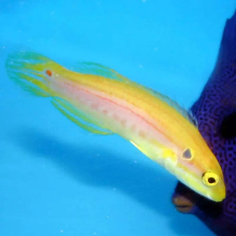Twospot Hogfish - Bodianus bimaculatus