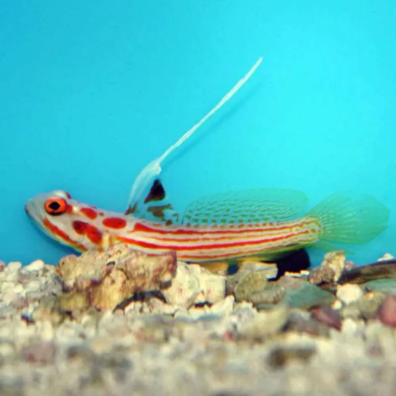 Yasha Haza Goby - Stonogobiops yasha