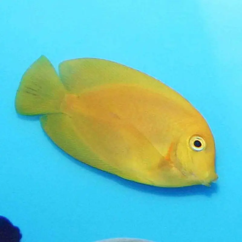 Yellow Mimic Tang - Acanthurus pyroferus - Small