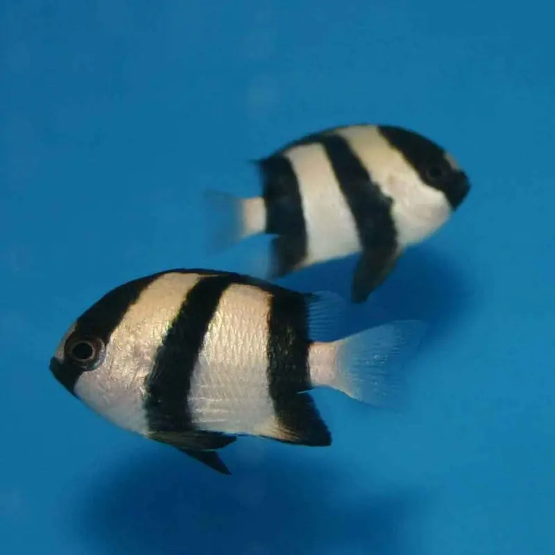 3-Stripe Damsel - Dascyllus aruanus