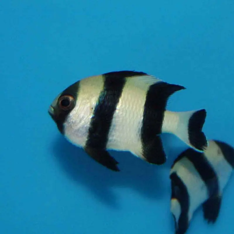 4-Stripe Damsel - Dascyllus melanurus