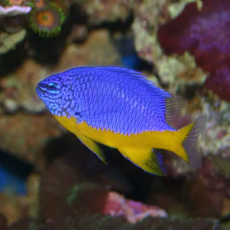 Azure Damsel - Chrysiptera hemicyanea