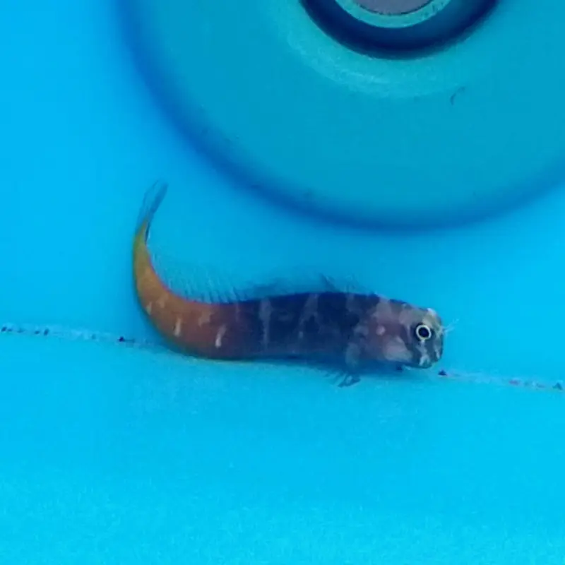Bicolor Blenny - Ecsenius bicolor