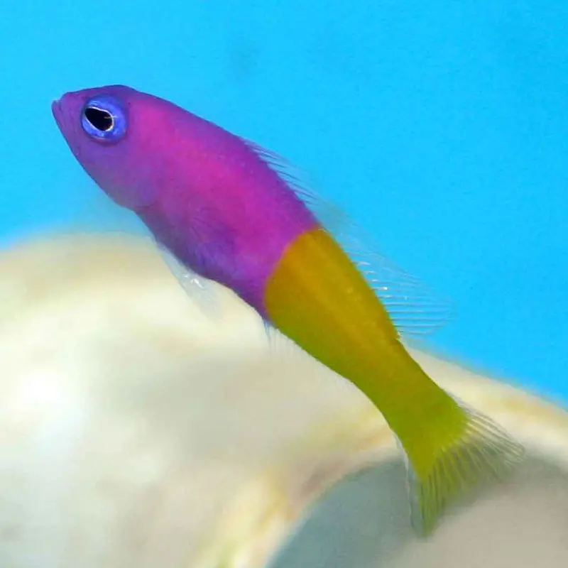 Bicolor Dottyback - Pictichromis paccagnellae