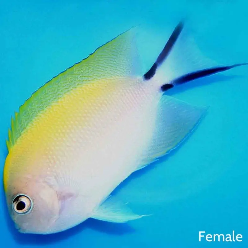 Blackspot Lyretail Angel - Genicanthus melanospilos - Medium Female
