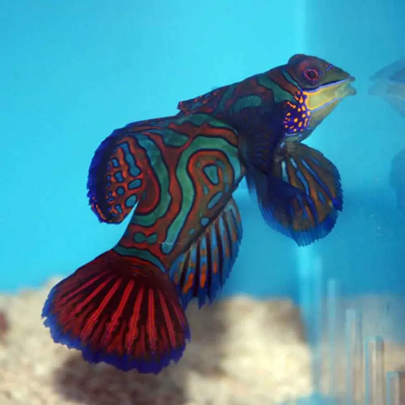 Blue Mandarin Dragonet - Synchiropus splendidus - Small