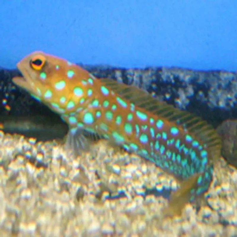 Blue Spot Jawfish - Opistognathus rosenblattii