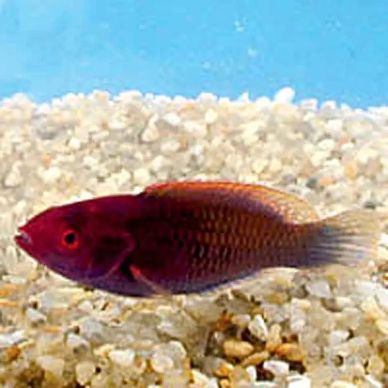 Blueside Fairy Wrasse - C. cyanopleura - Juvenile/Female
