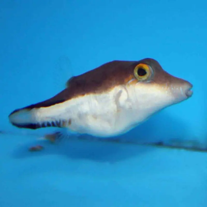 Caribbean Sharpnose Toby Puffer - Canthigaster rostrata - Medium/Large