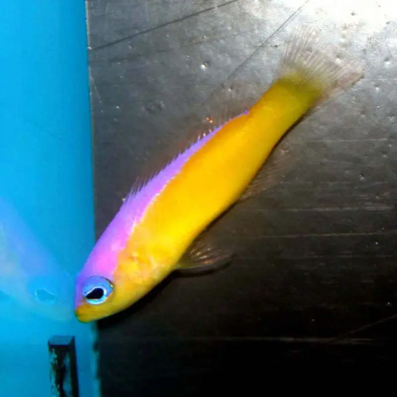 Diadema Dottyback - Pictichromis diadema