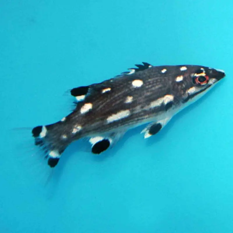 Diana Hogfish - Bodianus diana - Juvenile