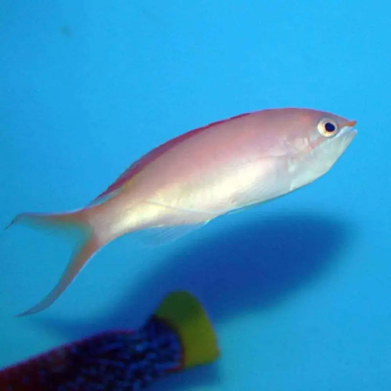 Dispar Anthias - Pseudanthias dispar