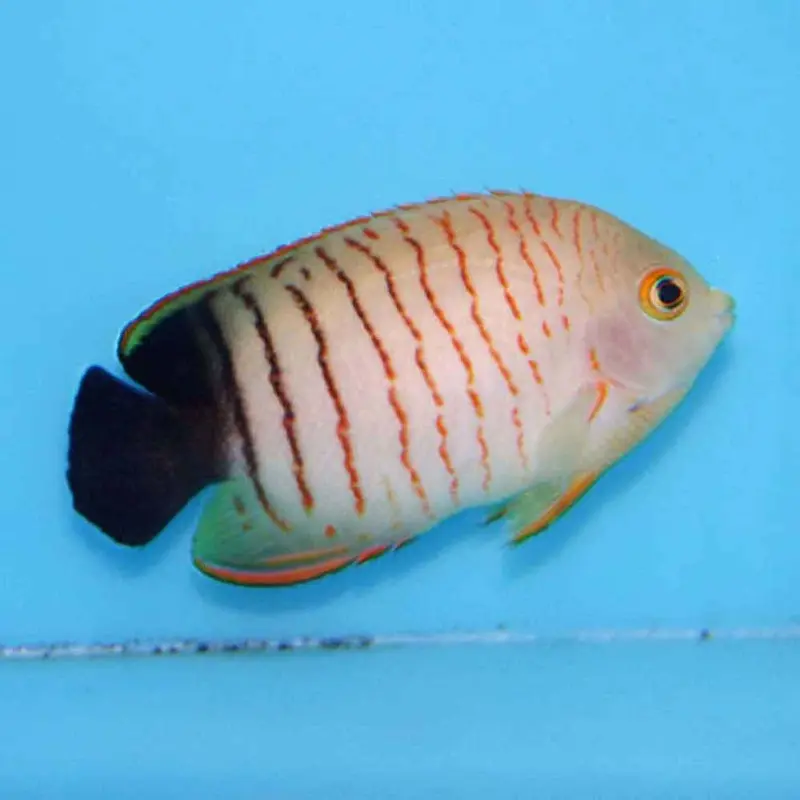 Eibli Pygmy Angel - Centropyge eibli - Large