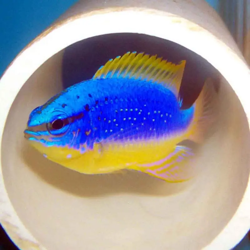 Fiji Devil Damsel - Chrysiptera taupou