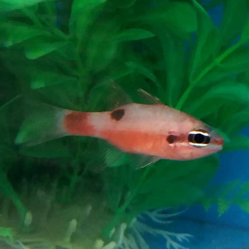 Flame Cardinal - Apogon maculatus
