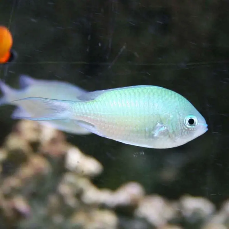 Green Chromis - Chromis viridis - Small