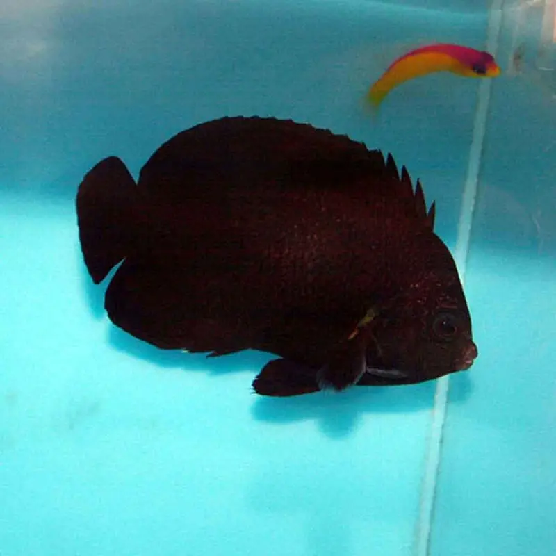 Midnight Pygmy Angel - Centropyge nox - Small/Medium