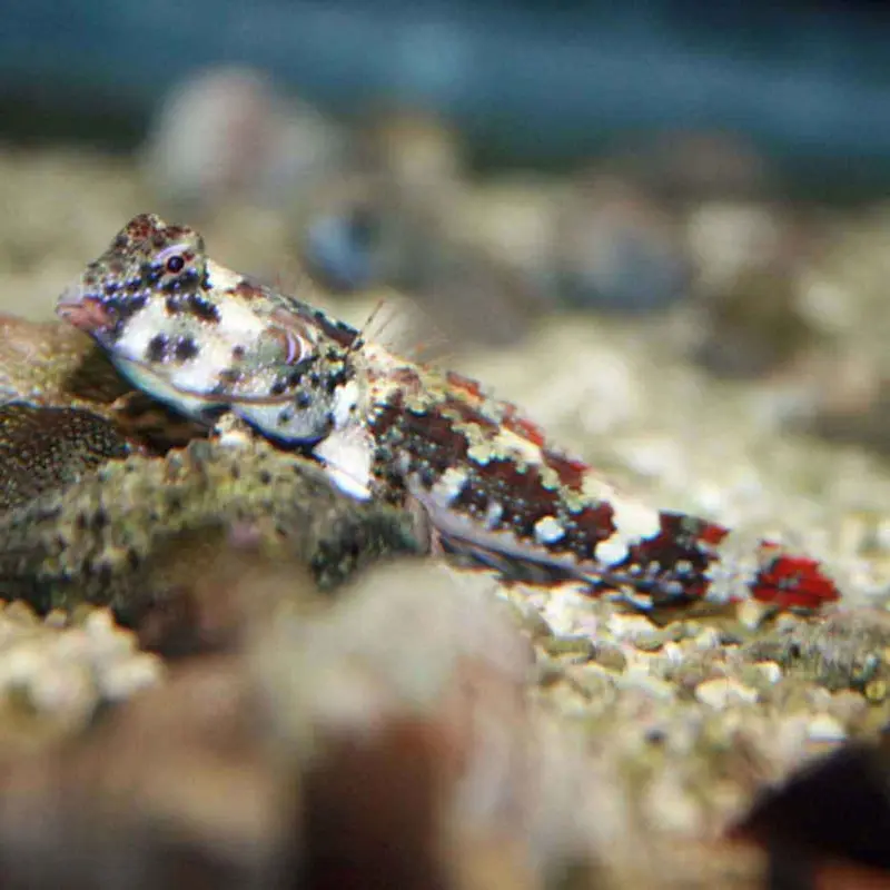 Ocellated Dragonet - Synchiropus ocellatus