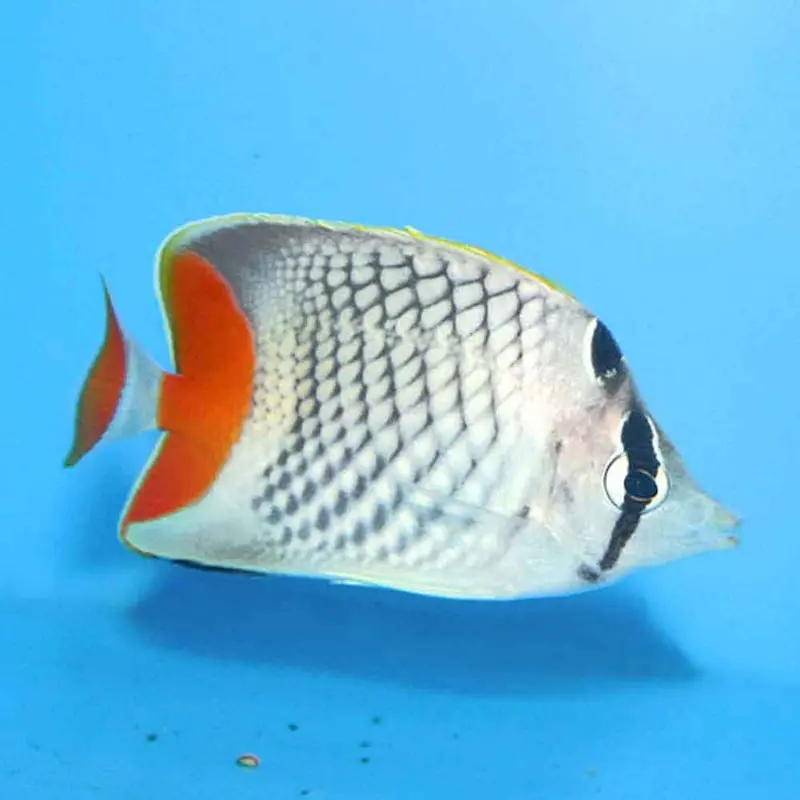 Pearlscale Butterfly - Chaetodon xanthurus - Small