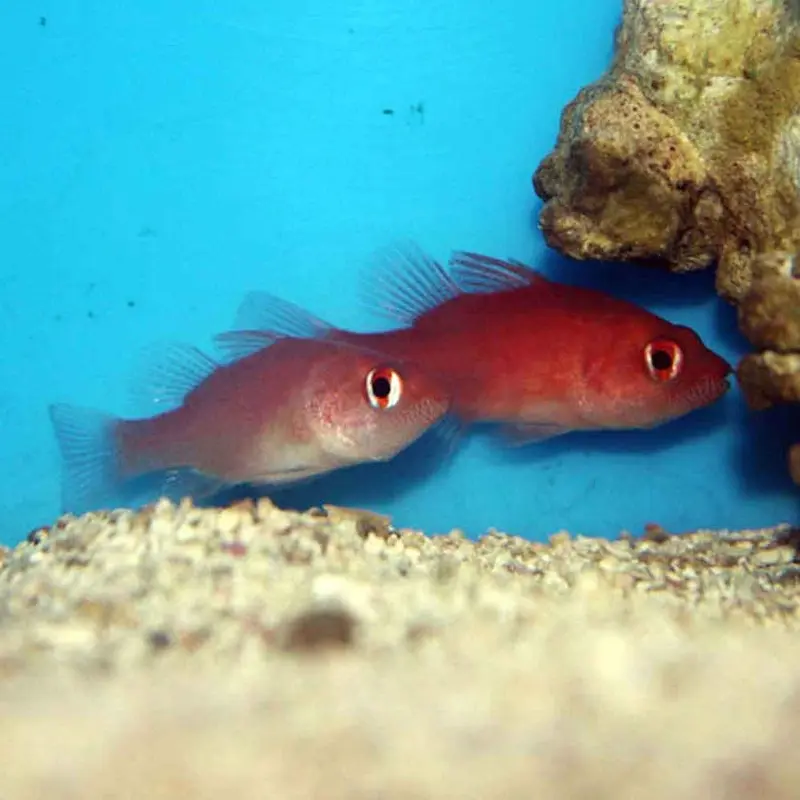 Ruby Red Cardinalfish - Apogon coccineus