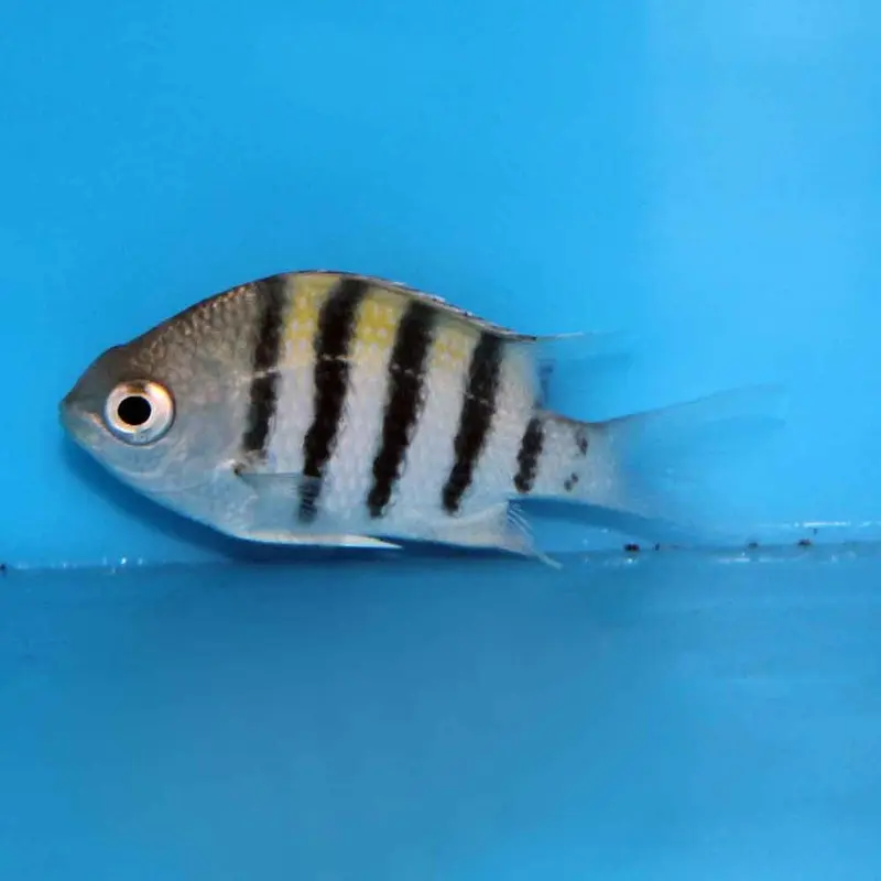 Sergeant Major Damsel - Abudefduf saxatilis - Small