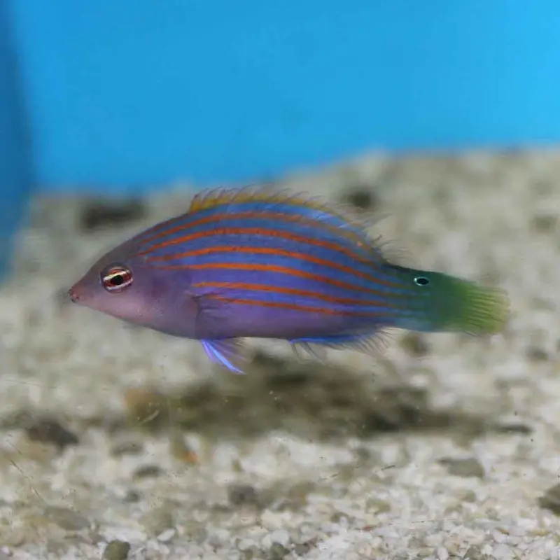 Sixline Wrasse - Pseudocheilinus hexataenia - Medium/Large