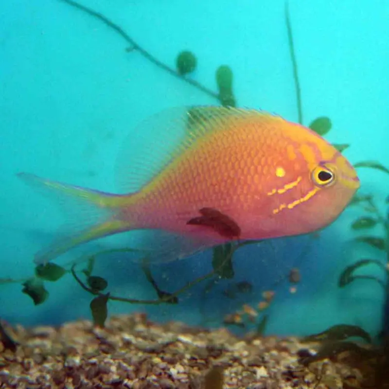 Sunburst Anthias - Serranocirrhitus latus
