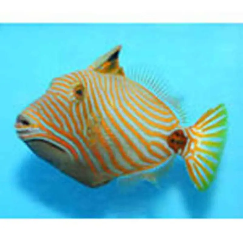 Undulated Trigger - Balistapus undulatus - Small