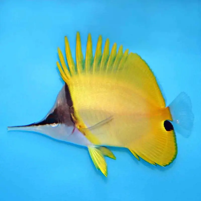 Yellow Longnose Butterfly - Forcipiger flavissimus - Medium