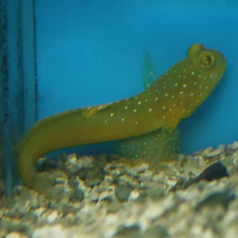 Yellow Watchman Goby - Cryptocentrus cinctus - Small