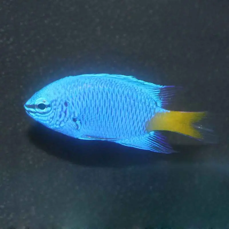 Yellowtail Damsel - Chrysiptera parasema
