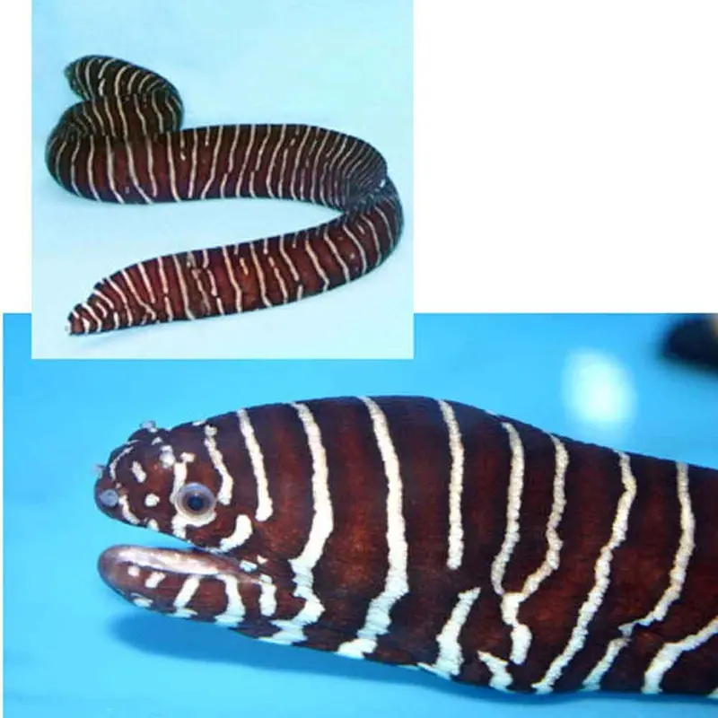 Zebra Moray Eel - Gymnomuraena zebra - Medium/Large