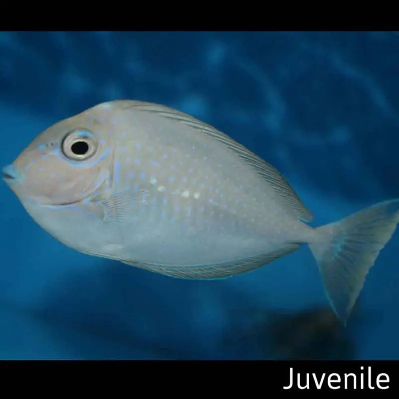 Bignose Unicorn Tang - Naso vlamingii - Large Juvenile