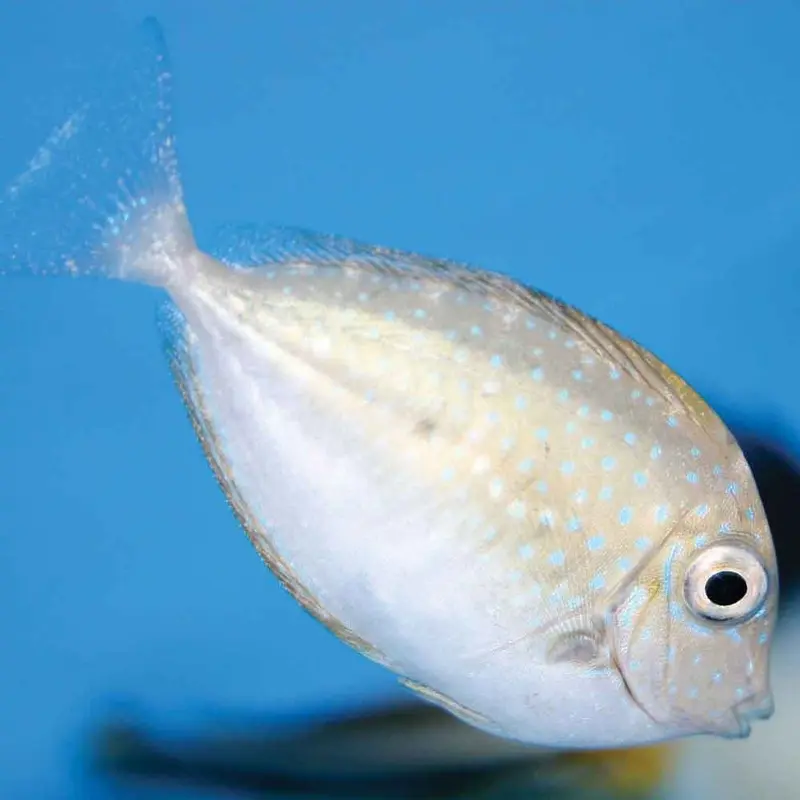 Bignose Unicorn Tang - Naso vlamingii - Small Juvenile