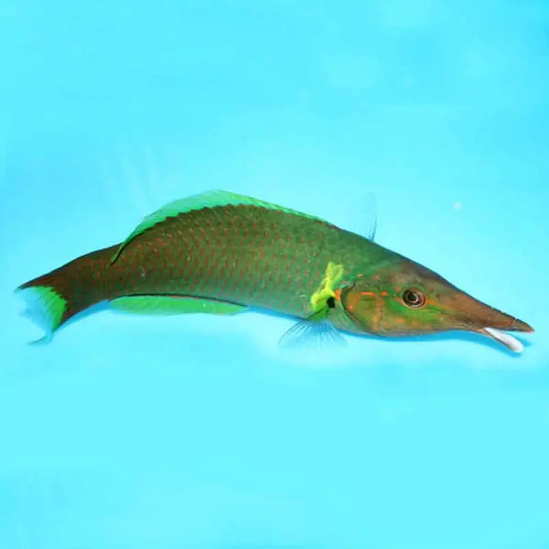 Bird Wrasse - Gomphosus varius - Small/Medium Male