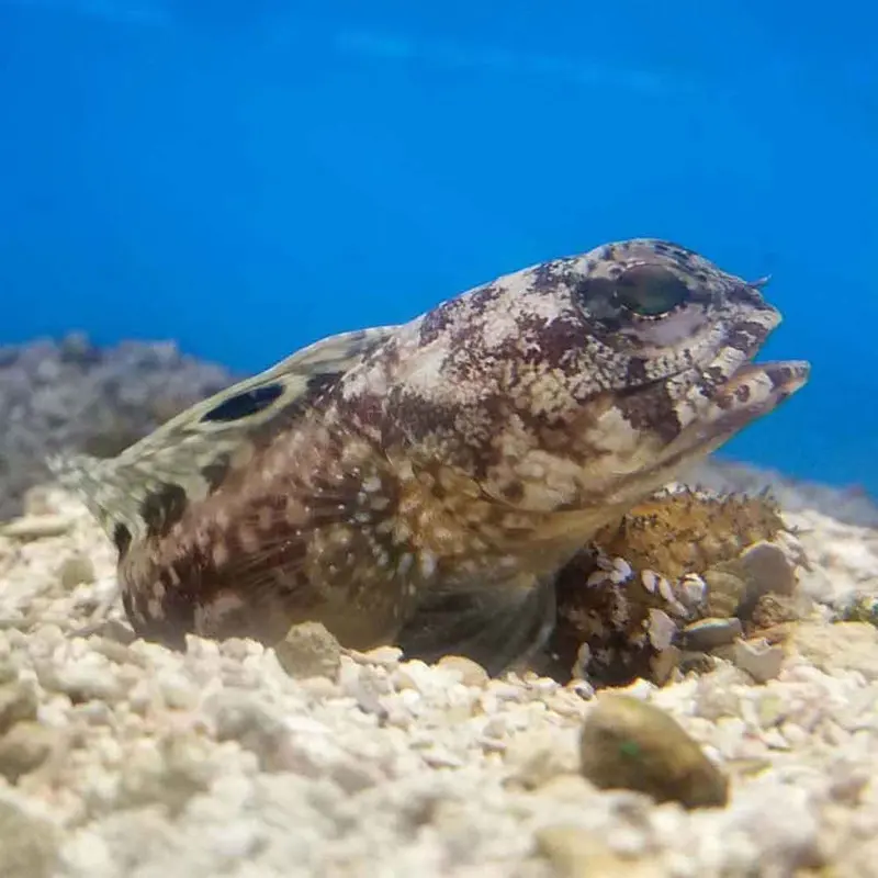 Bullseye Jawfish - Opistognathus scops - Large