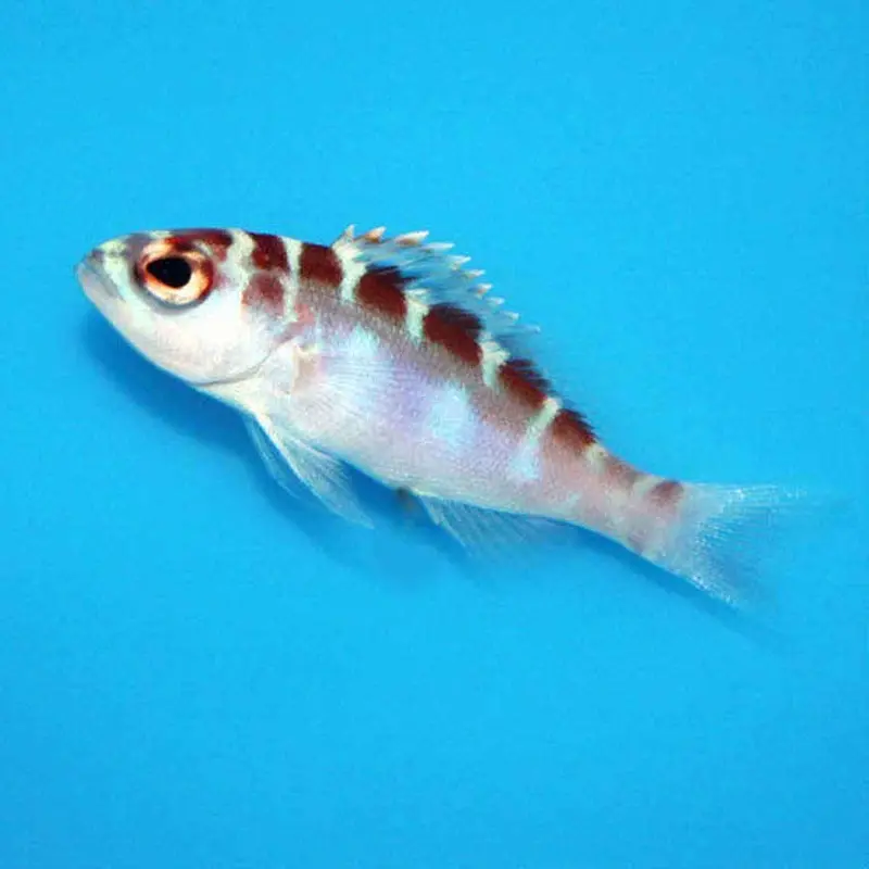 Chalk Bass - Serranus tortugarum