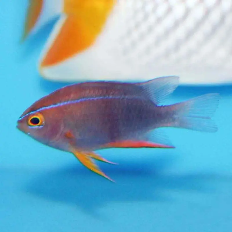 Cross's Damsel - Neoglyphidodon crossi - Juvenile