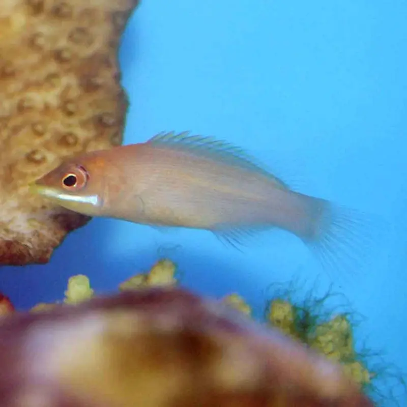 Disappearing Wrasse - Pseudocheilinus evanidus - Large
