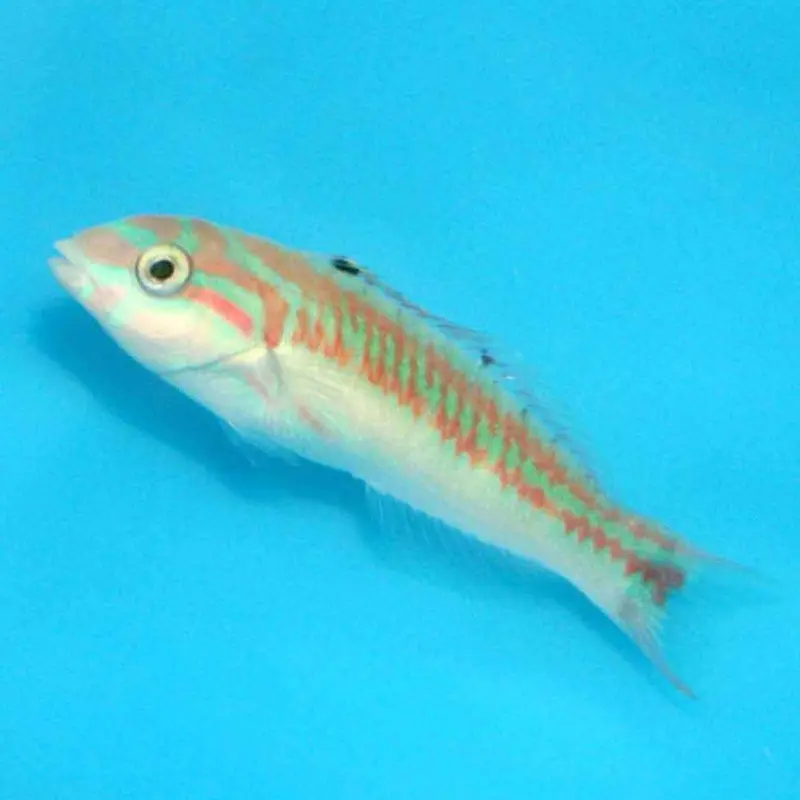 Fivestripe Wrasse - Thalassoma quinquevittatum - Small