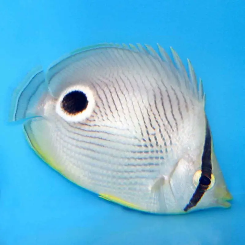 Four-eyed Butterfly - Chaetodon capistratus - Small