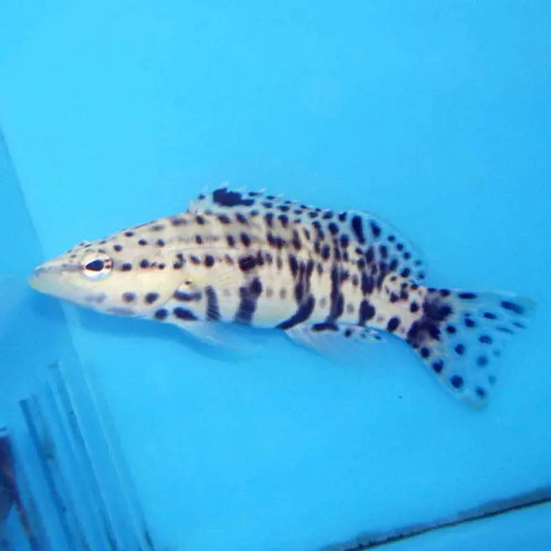 Harlequin Bass - Serranus tigrinus - Large