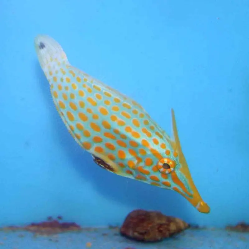 Harlequin Filefish - Oxymonacanthus longirostris
