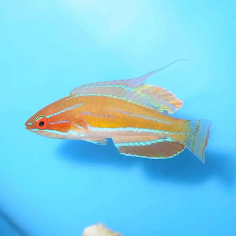 McCosker's Flasher Wrasse - Paracheilinus mccoskeri - Male