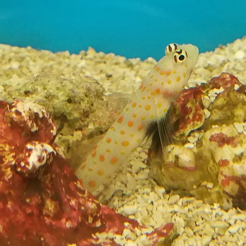 Orange-spotted Shrimpgoby - Amblyeleotris guttata