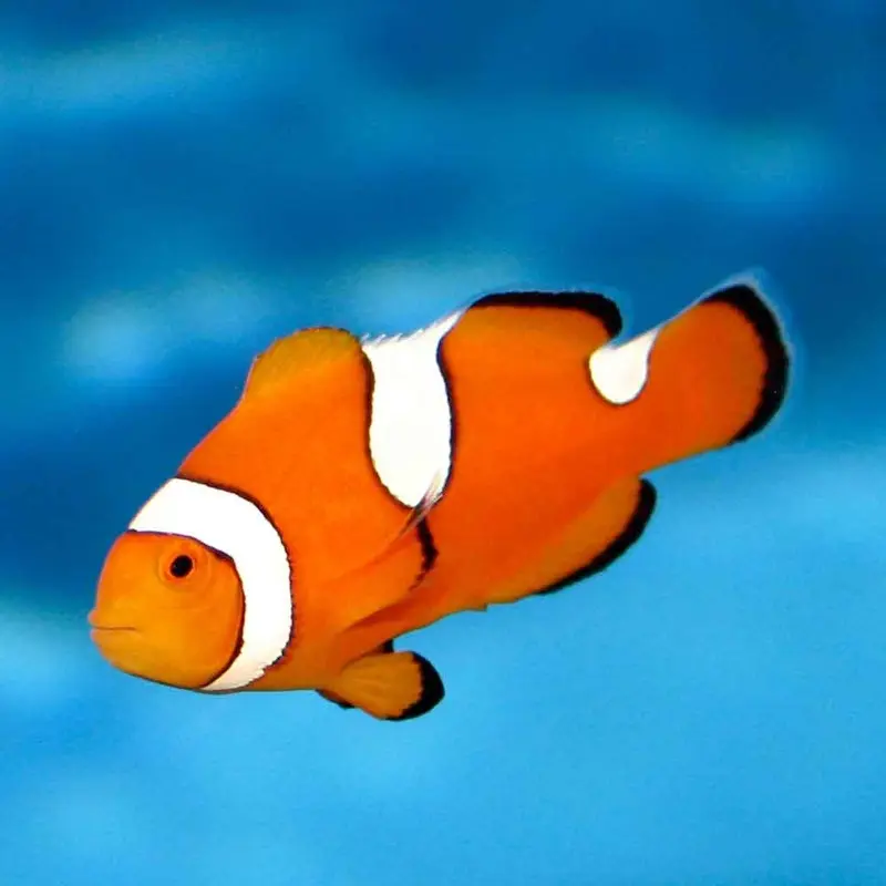 Percula Clownfish - Amphiprion percula - CB
