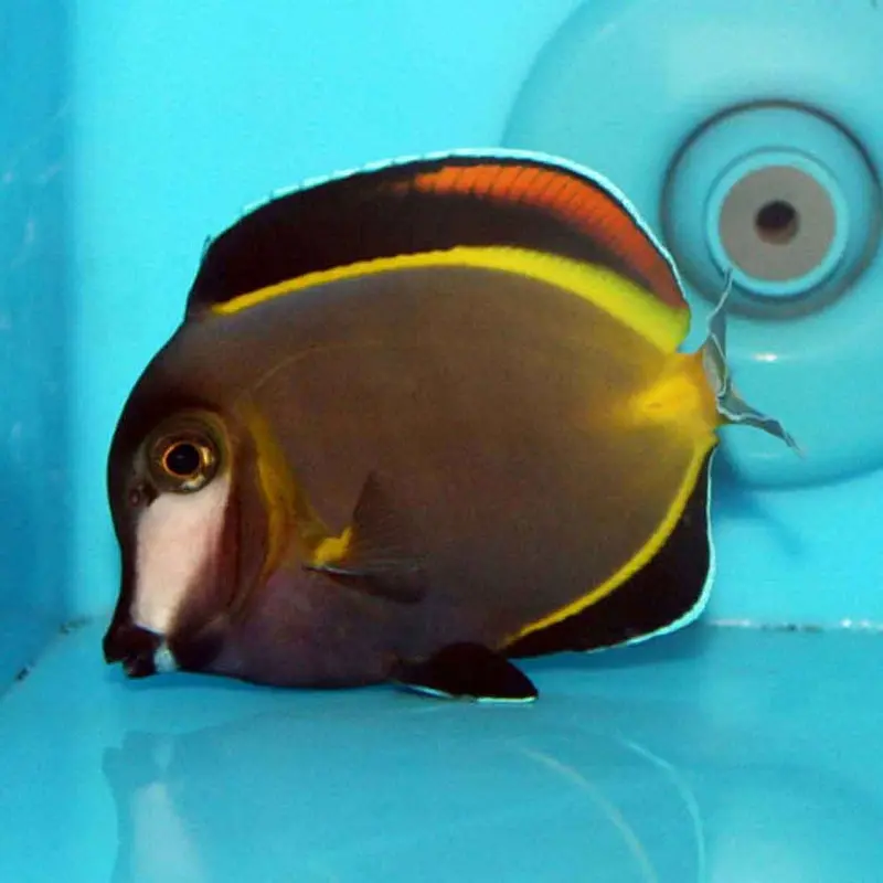 Powder Brown Tang - Acanthurus japonicus - Medium/Large