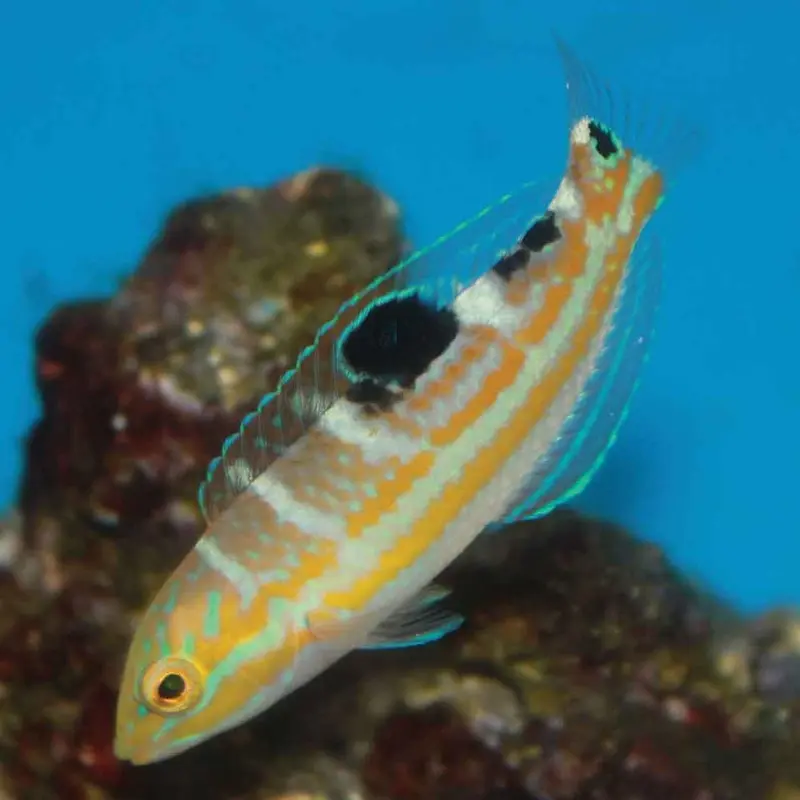 Puddingwife Wrasse - Halichores radiatus - Juvenile