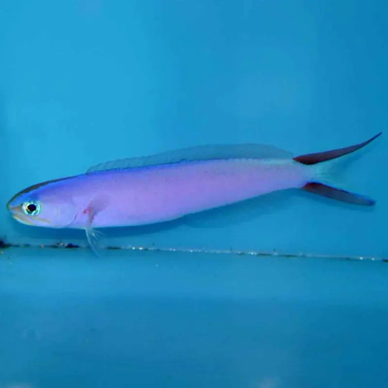 Purple Tilefish - Hoplolatilus purpureus