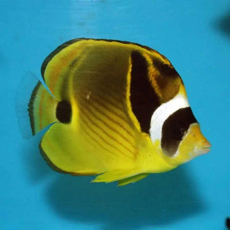 Raccoon Butterfly - Chaetodon lunula - Medium